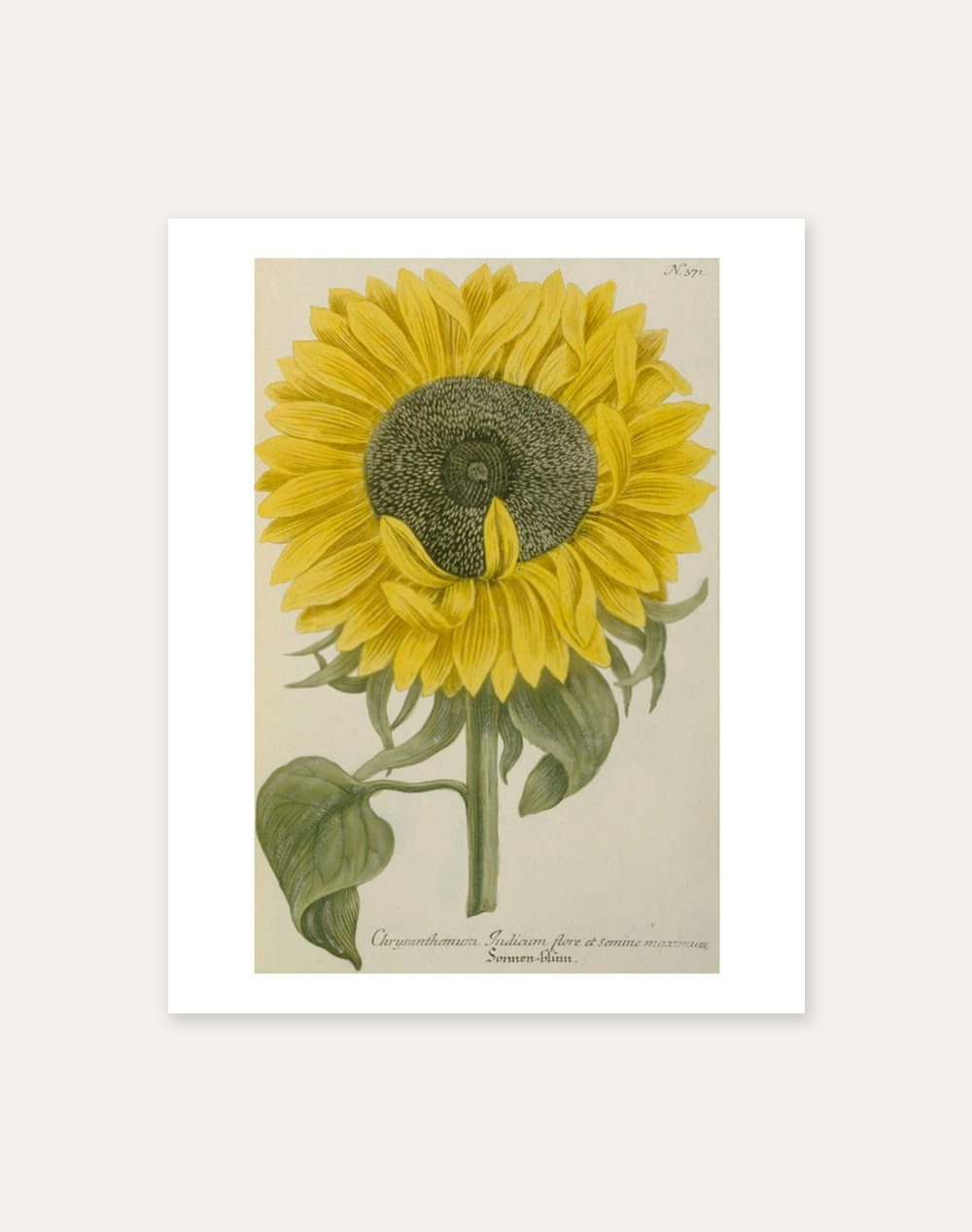 Johann Wilhem Weinmann ― Sunflowers51 x 40.5 cm 주문 후 2개월 소요