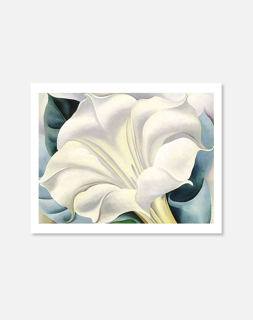 [조지아 오키프] White Trumpet Flower 28 x 35.5 cm